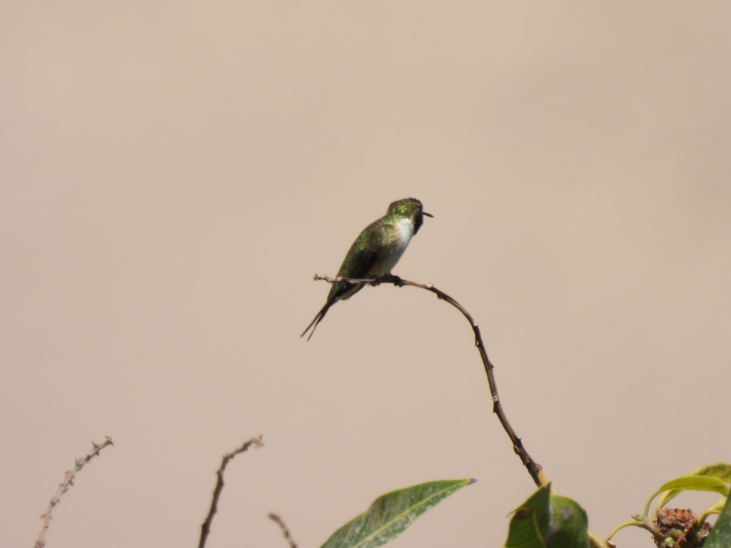 Chilean Woodstar