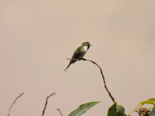 Chilean Woodstar (Eulidia yarrellii)