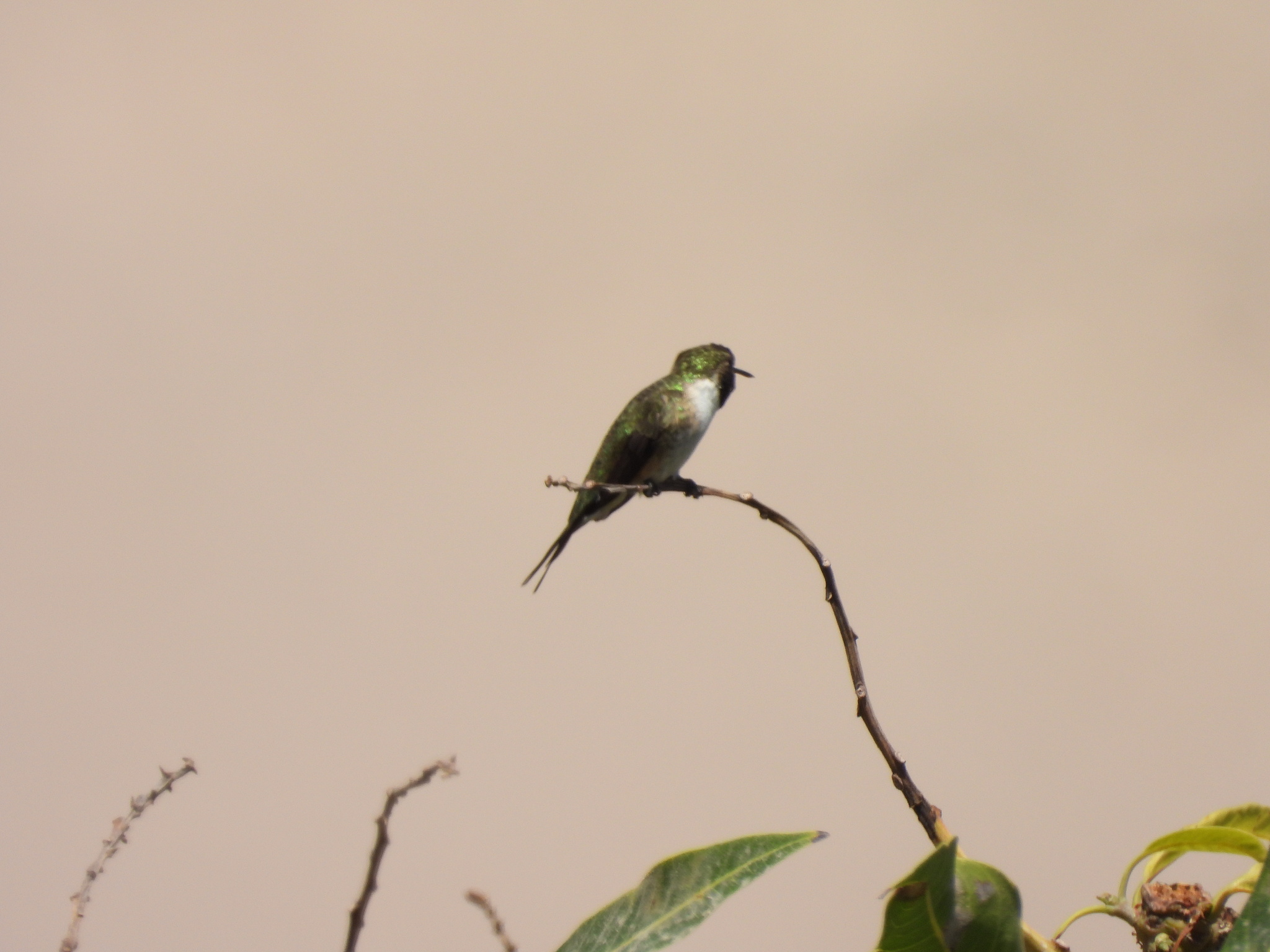 Chilean Woodstar (Eulidia yarrellii), photo 1