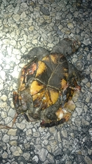 Kinosternon subrubrum hippocrepis