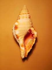 Monoplex pilearis