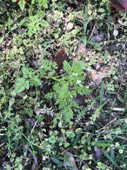 Chaerophyllum procumbens