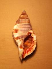 Monoplex pilearis