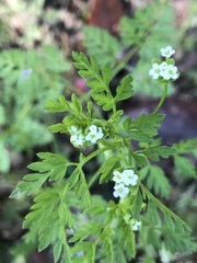 Chaerophyllum procumbens
