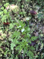 Chaerophyllum procumbens