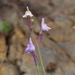 Linaria diffusa - Photo (c) josecosta1, algunos derechos reservados (CC BY-NC)