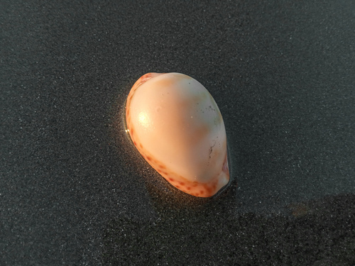 Cypraea aequinoctialis, 2024-02-18