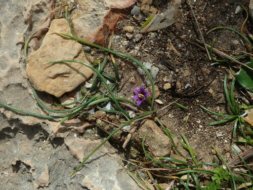 Image of Romulea variicolor by (c) Daniel Cahen, some rights reserved (CC BY)