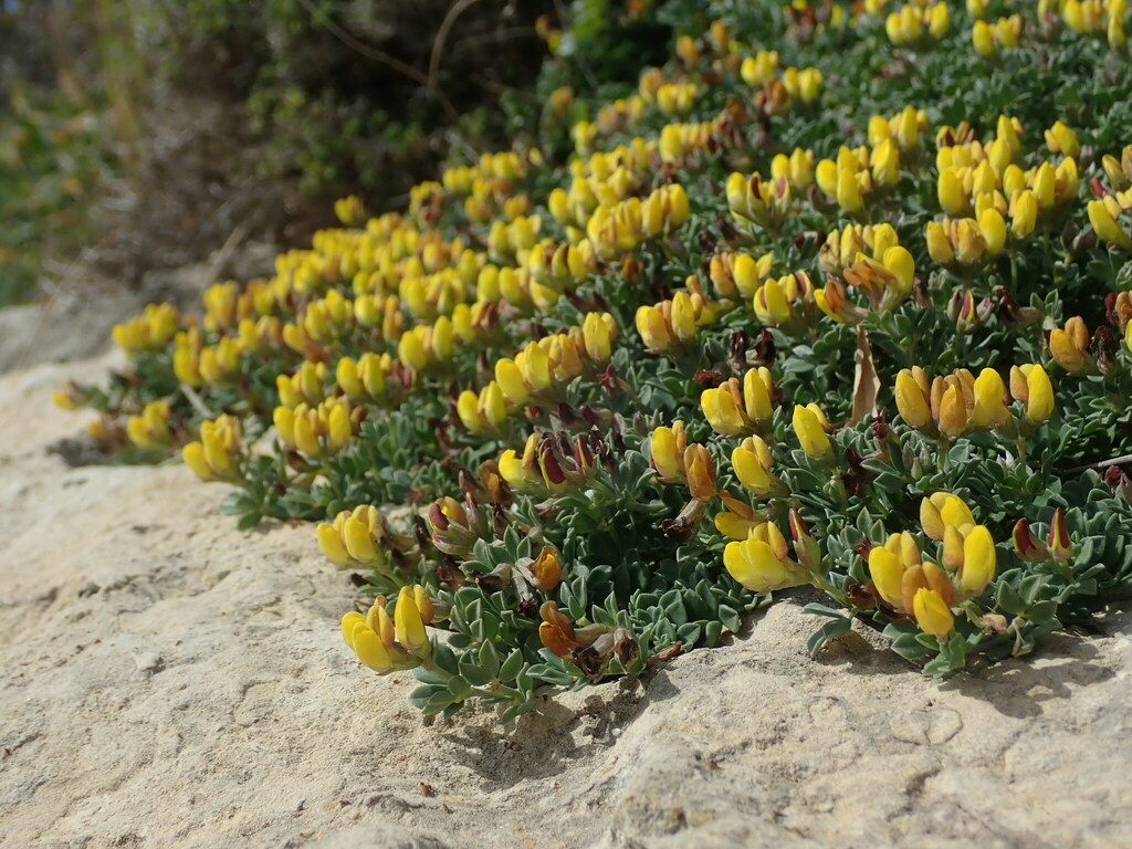 Lotus cytisoides (Lotus cytisoides)