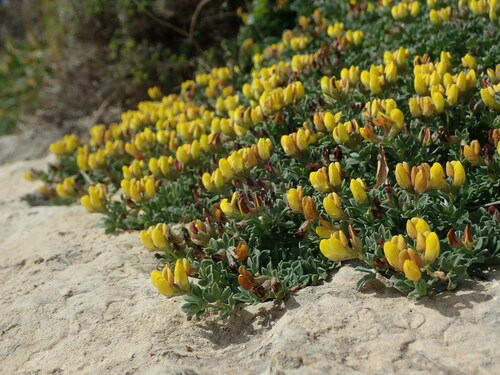 Lotus cytisoides (Lotus cytisoides)