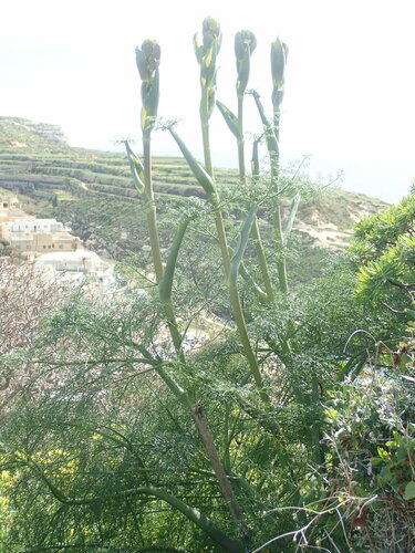 Image of Ferula melitensis by (c) Daniel Cahen, some rights reserved (CC BY)