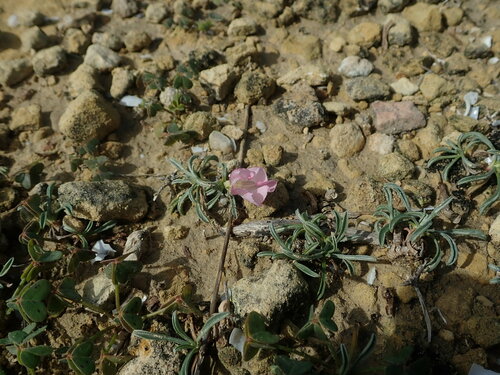 Image of Convolvulus lineatus by (c) Daniel Cahen, some rights reserved (CC BY)