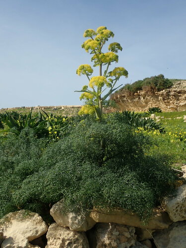 Image of Ferula melitensis by (c) Daniel Cahen, some rights reserved (CC BY)