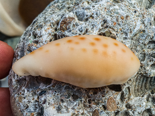 Cypraea aequinoctialis, 2024-02-21
