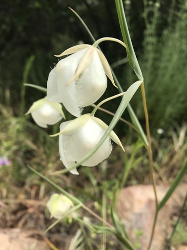 iNaturalist observation photo of White Globe Lily