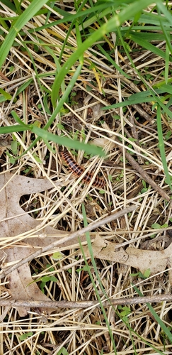 Semionellus placidus