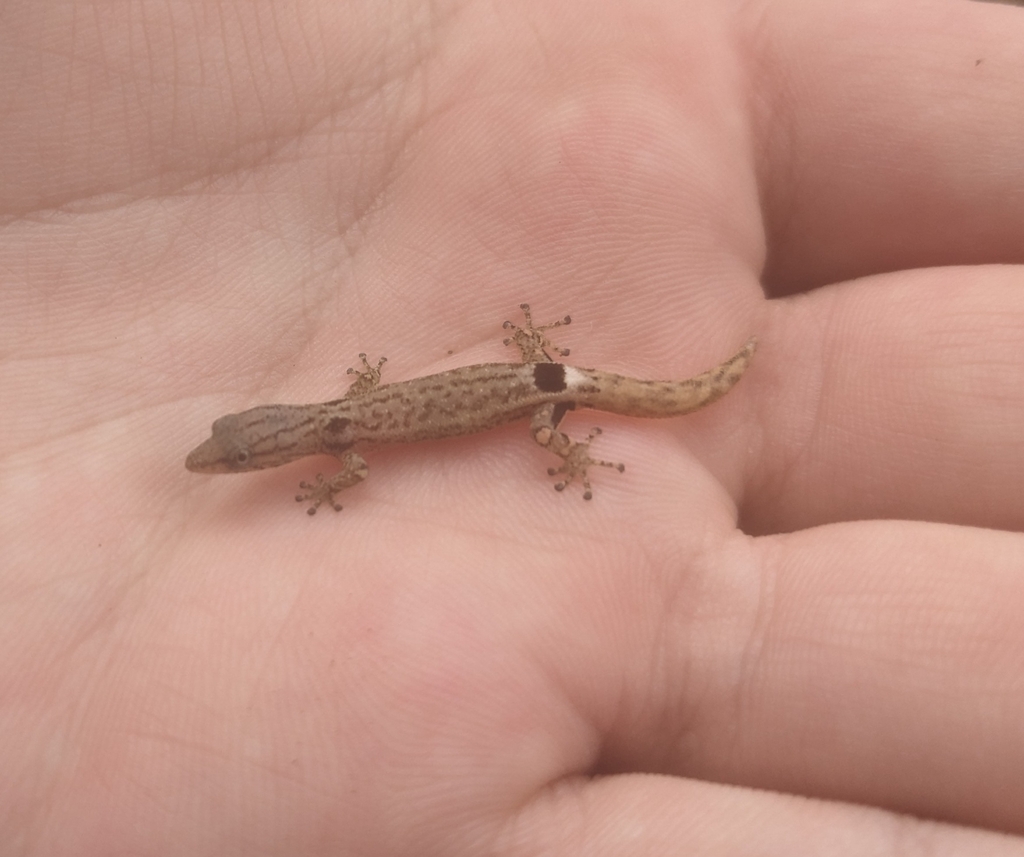 Lower Central American Geckolet