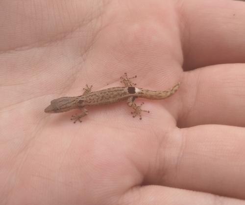 Lower Central American Geckolet