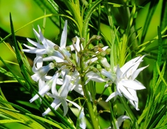 Amsonia hubrichtii