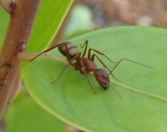 Camponotus socius