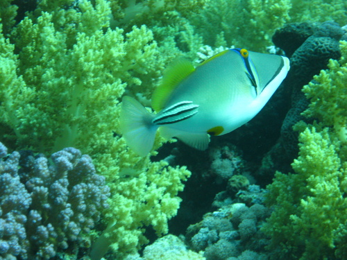 Arabian Picasso Triggerfish — seen at this dive site