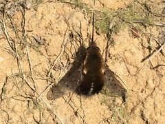 Bombylius discolor