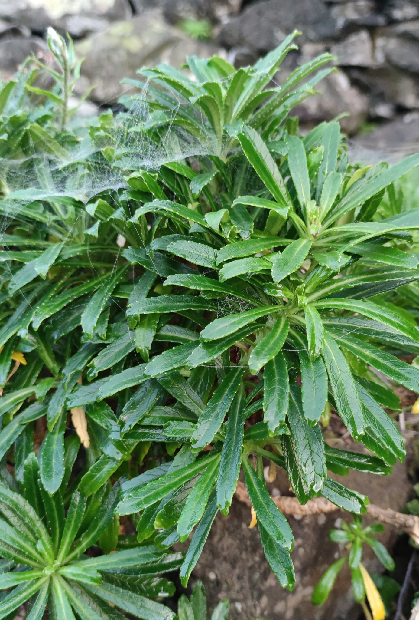 Imagem de Campanulácea-dos-Açores