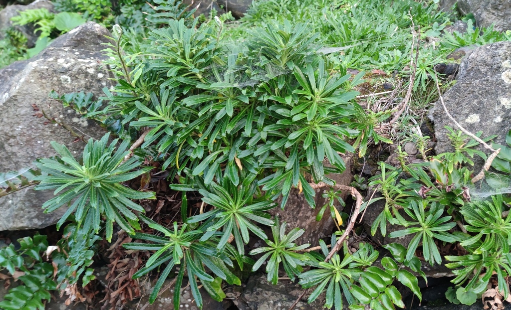 Foto de Campanulácea-dos-Açores