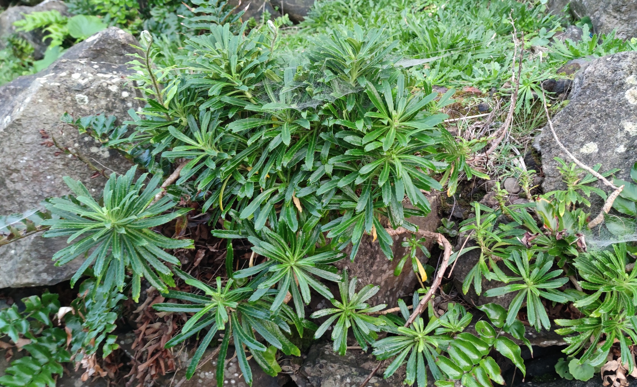 Imagem de Campanulácea-dos-Açores