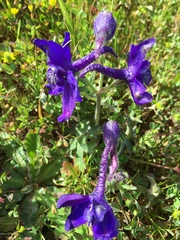 Delphinium variegatum