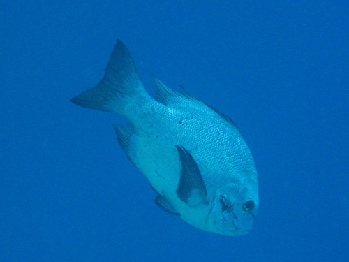 Black-and-white Snapper — seen at this dive site