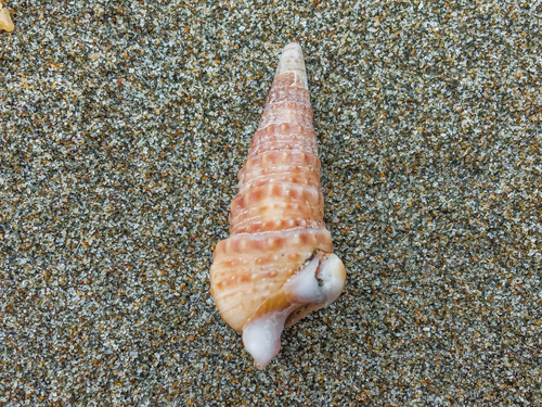 Rhinoclavis gemmata observed 2024-02-24