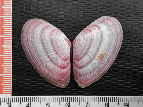 Tellina regia, 2024-02-24