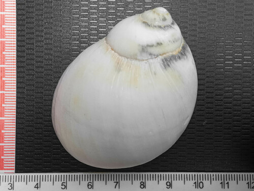 Polinices panamaensis, 2024-02-24