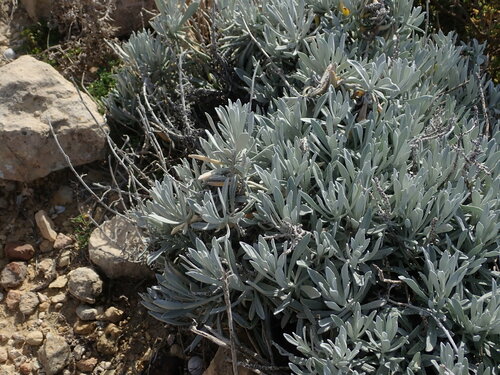 Image of Helichrysum melitense by (c) Daniel Cahen, some rights reserved (CC BY)