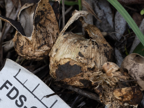 Geastrum (Photo 2 of 3)