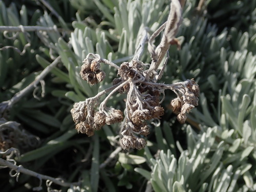 Image of Helichrysum melitense by (c) Daniel Cahen, some rights reserved (CC BY)