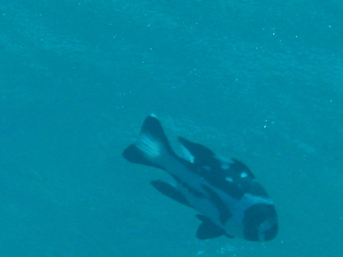 Black-and-white Snapper — seen at this dive site
