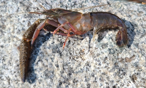 Macrobrachium hobbsi