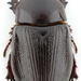 Ligyrus cuniculus - Photo (c) prioninae_eu, algunos derechos reservados (CC BY-NC)