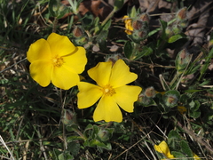 Cistus lasianthus alyssoides