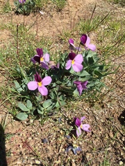 Viola trinervata
