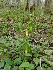 Uvularia