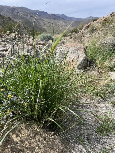 iNaturalist observation photo of cape ricegrass