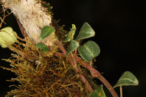 Peperomia perciliata