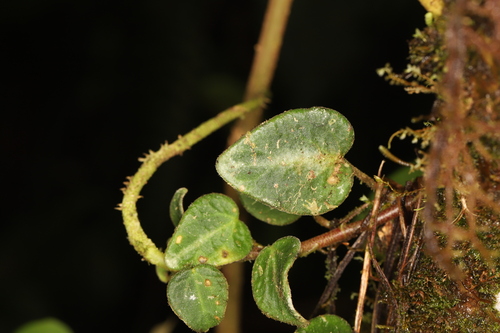 Peperomia perciliata