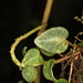 Peperomia perciliata - Photo (c) Adrien Jailloux, some rights reserved (CC BY), uploaded by Adrien Jailloux