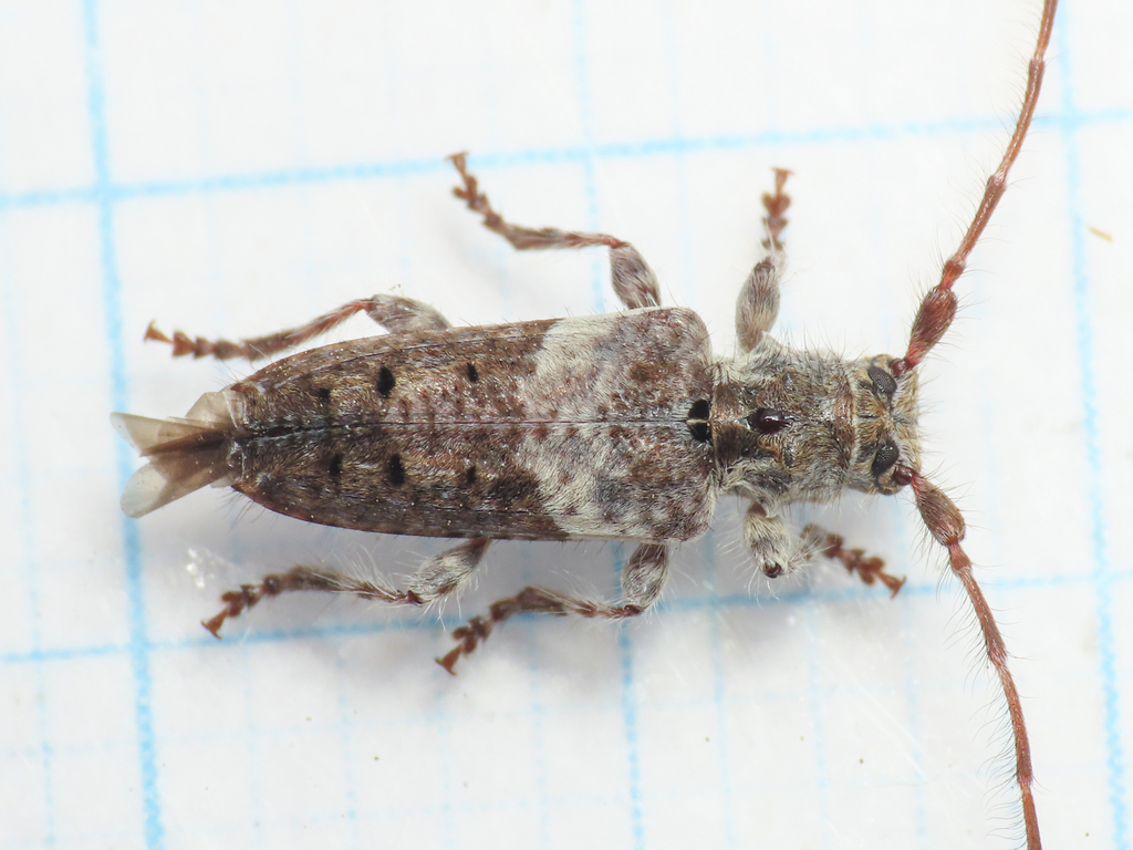 Pogonocherus perroudi perroudi