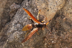 Polistes comanchus comanchus