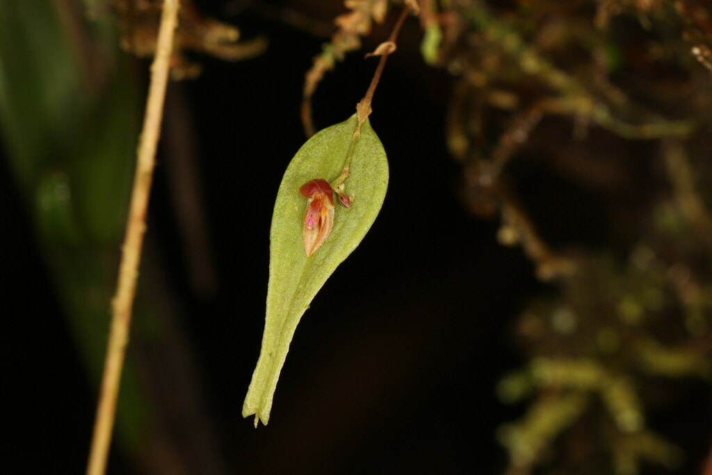 Lepanthes satyrica